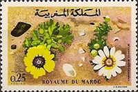 Moroccan Flowers — 0.25(Dh), multicoloured, Chrysanthemum carinatum
