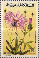 Moroccan Flowers — 1.00(Dh), multicoloured, Amberboa muricata
