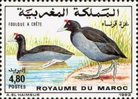 Birds — 4.80(Dh), multicoloured, Fulica cristata