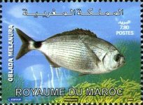 Marine Fauna - Fish — 7.80(Dh), multicoloured, Oblada melanura