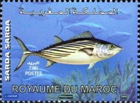Marine Fauna - Fish — 7.80(Dh), multicoloured, Sarda sarda