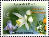 Flora - Flowers — 7.80(Dh), multicoloured, Citrus sinensis