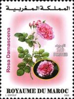 Flora - Flowers — 7.80(Dh), multicoloured, Rosa damascena