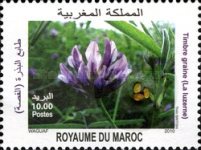 Flora - Flowers — 10.00(Dh), multicoloured, Medicago sativa