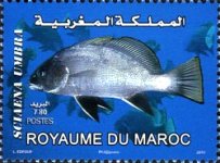 Marine Fauna - Fish — 7.80(Dh), multicoloured, Sciaena umbra