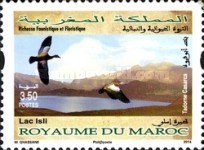 Birds of Morocco — 3.50(Dh), multicoloured, Tadorna ferruginea