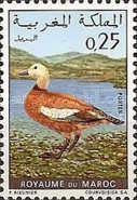 Nature Protection - Wild Birds — 0.25(Dh), multicoloured, Tadorna ferruginea